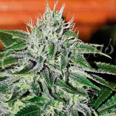 Critical Jack Herer > Delicious Seeds | Graines Féminisées  |  Sativa